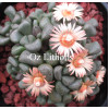 Aloinopsis Schooneesii - Seed